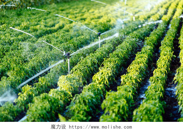 灌溉系统正在为农业植物浇水